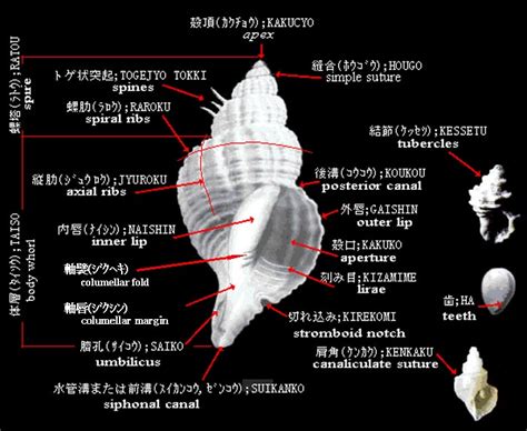 貝類種類|貝類図鑑 巻き貝の目次 